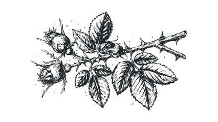 Monochrome sketch of rosehip branch with berries and leaves on transparent background. Vector hand drawn illustration