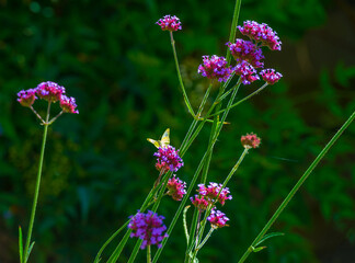 Butterfly in a colorful garden in bright sunlight in summer, Almere, Flevoland, The Netherlands, September, 2025