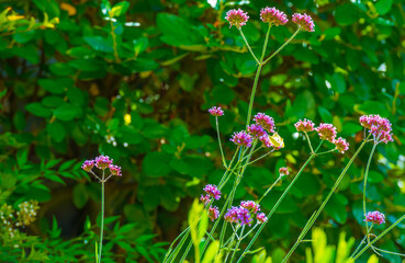 Butterfly in a colorful garden in bright sunlight in summer, Almere, Flevoland, The Netherlands, September, 2025
