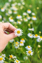 Daisies bloom in the garden. Selective focus.