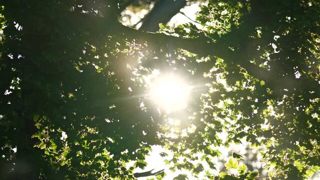 Sun shining through trees and green leves during summer