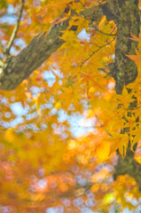 Autumn orange maple leaves over blurred sky, autumn nature background with bokeh.