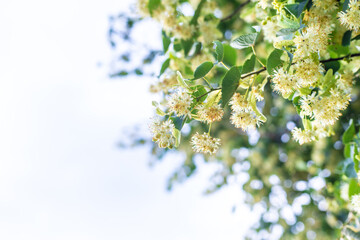 Linden trees bloom in the garden. Selective focus.