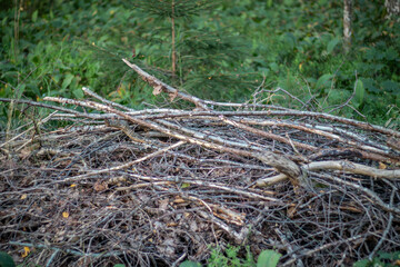 A stack of fallen dry branches and twigs lies on the forest floor, surrounded by green vegetation and undergrowth.