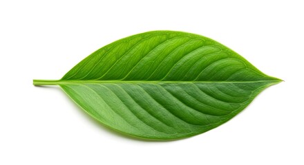 Obraz premium A single vibrant green leaf with prominent veins resting on a plain white surface