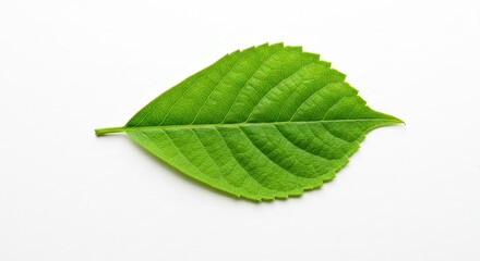Fototapeta premium A vibrant green leaf with serrated edges and pronounced veins lies against a clean white backdrop