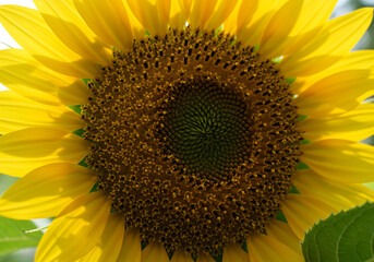 Macro close-up of bright sunflower with green leaves