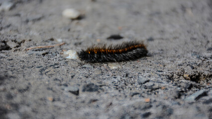 Insect Close-Up of Rare Hairy Caterpillar on Textured Ground Surface