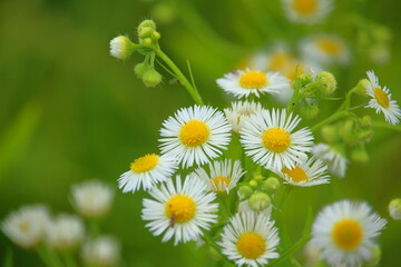 白いお花のアップ