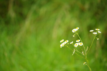 緑の中に映える白いお花