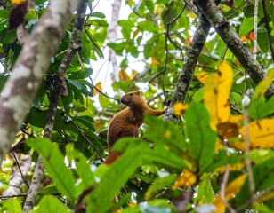 A reddish-brown rodent in a jungle canopy