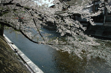 Cherry Blossoms in Full Bloom along Riverside