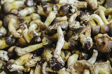 Picked wild edible mushrooms for sell in China