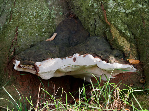 Ganoderma is a genus of polypore fungi in the family Ganodermataceae that includes about 80 species, many from tropical regions.