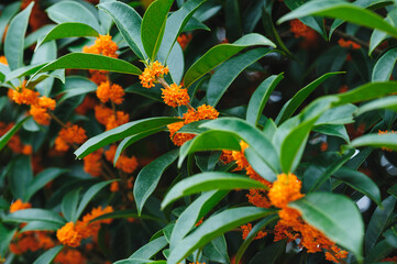 Gold Sweet Osmanthus blooming in the park