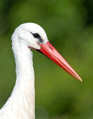 Stork's head profile close-up