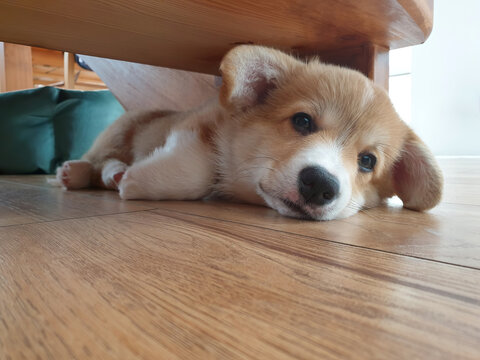Corgi puppy lies bored under stairs. Little dog, pembroke welsh corgi looking at camera