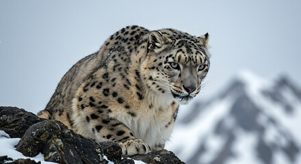 Fototapeta premium Snow Leopard On Snowy Rocks Under A Majestic Alpine Mountain Backdrop