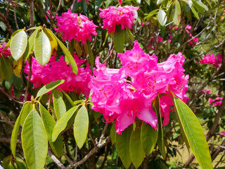 Bright pink rhododendron flowers in full bloom