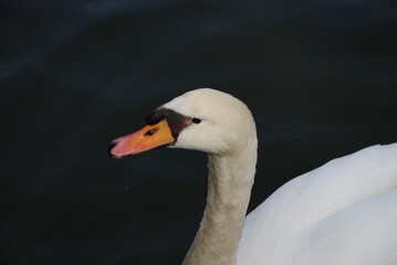 Closeup of white swan with orange beak on dark water