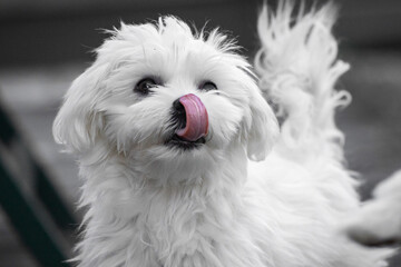cute happy maltese puppy pet friend playing in grass