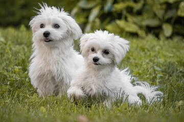 cute happy maltese couple of puppies lookin at camera