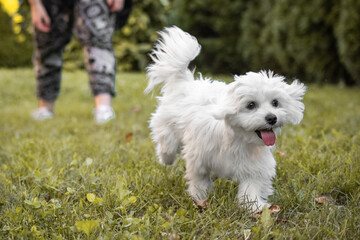 cute joyful maltese dog puppy pet friend running in grass having a dog training