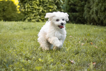 funny maltese puppy dog playing in grass