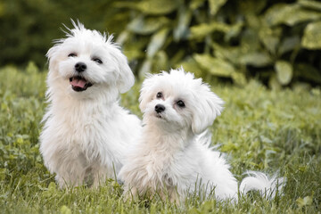 cute happy maltese couple looking at camera