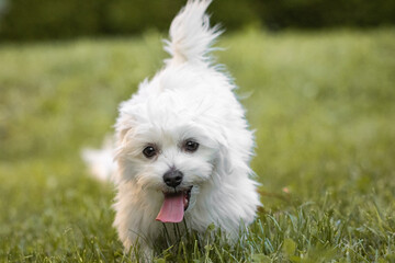 cute happy maltese puppy pet friend playing in grass