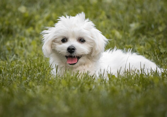cute portrait of white cute fluffy happy puppy maltese dog looking at camera, playing in grass, dog training