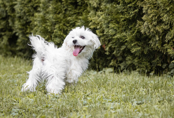 cute happy maltese puppy pet friend playing in grass