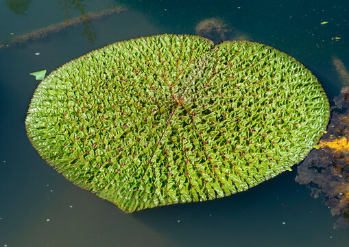 Euryale ferox salish