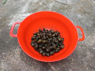A bright red plastic colander holds freshly collected wet snails,placed outdoors on a rough cement floor,ready for clearing