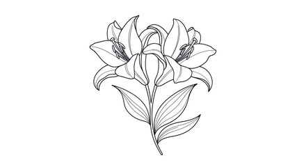 Elegant Line Drawing of Two Lilies.