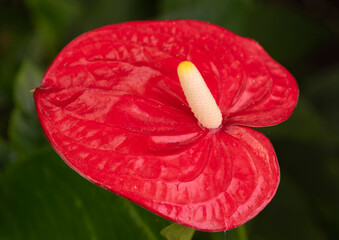 Anthurium chezanum