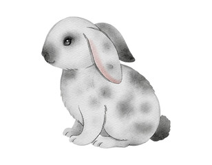 Rabbit Side View  Vector
