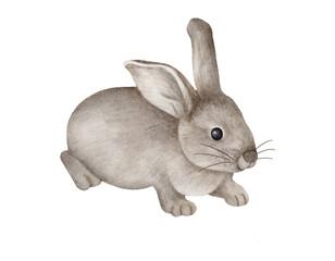 white rabbit on white background