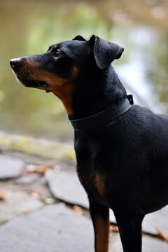 portrait of a dog pinczer miniaturowy 