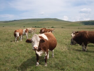 The cow groups in the grassland of Inner Mongolia, China
