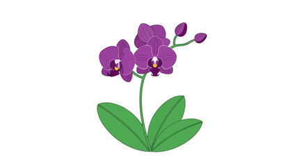 Vibrant Purple Orchid Flower with Green Leaves and Buds.