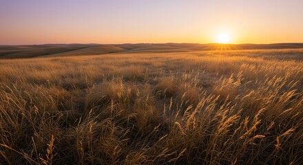 Breathtaking sunset casting a warm, golden glow over a vast, rolling prairie field of dry grass