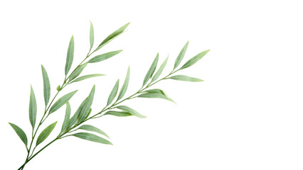 Fototapeta premium A delicate green branch with leaves isolated on a transparent background, symbolizing growth and nature