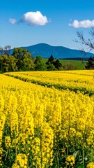 Obraz premium Yellow field, blue sky, hills