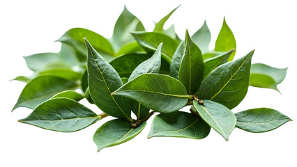 Fototapeta premium A cluster of fresh, glossy green bay leaves, isolated on a transparent background, ready for culinary use