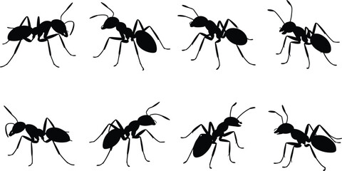 Ant silhouette vector illustration, black insect graphic, ant pest design, ant colony artwork, ant shape drawing, insect silhouette element
