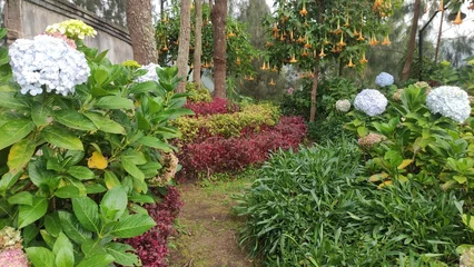 Gordijnen Olijf A lush garden path surrounded by blooming hydrangeas and vibrant ornamental plants. Ideal for landscape design inspiration, tourism promotion, or eco-friendly living content.  © M MUSHTHOFA MAHFUD