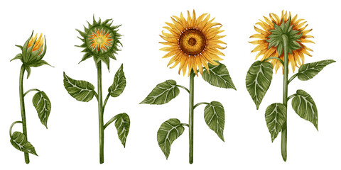 Hand drawn watercolor set of sunflowers in different poses. Flowers. Botanical watercolor illustration. Perfect for botanical design, print, posters, decor, packaging.
