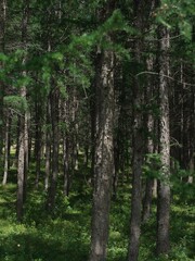 trees in the woods