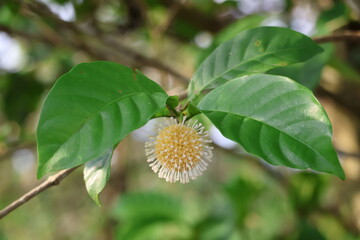 Nauclea orientalis, has a spherical shape with spiky petals resembling a coronavirus, showcasing vibrant colors and intricate natural patterns